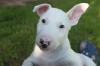 Miniatur Bullterrier Hündin mit Papieren