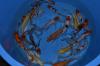 Koi /  Butterfly Koi /  A/  AA/ B/  Brut Ghost/ Yamabuki/ Platinum