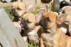 Französische Bulldogge Welpen red fawn,  fawn,  pied
