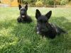 Bildschöne Scottish Terrier Welpen aus VDH /  KfT