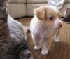    Wunderschöner Langhaar Chihuahua Welpe zu verkaufen./ 