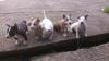 Miniature Bull Terrier Welpen geimpft,  entwurmt,  gechipt und mit VDH Papiere