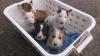  Miniature Bull Terrier Welpen geimpft,  entwurmt,  gechipt und mit VDH Papiere   