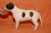 Magyar Agar,  ungarischer Windhund,  Welpen,  hungarian Greyhound