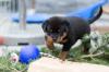 ADRK Rottweilerwelpen