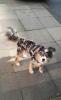 Hundefriseur Waschen/ Schneiden/ Scheren