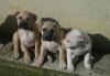 Top xxl American Pitbull Terrier Blue-Line Welpen