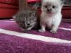 perserbabys