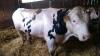 Deckbulle,   gen. Hornlos,  Fleckvieh Mix  Bulle