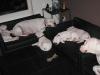 DOGO ARGENTINO Welpen aus seriöser Deutscher VDH/ FCI Zucht