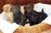 Bezaubernde Labradorwelpen mit Papiere charcoal,  weissblond und schwarz