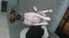 Foxterrier,  seltenes Glatthaar,  Junghund,  10 Monate