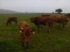 Biobullenabsetzer Angus u. Kreuzung ab Sept.2016 zu verkaufen