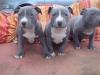 Pitbull Welpe APBT 12 Wochen alt,  weiß