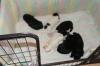 Shih Tzu /  Malteserwelpen zu reservieren