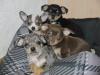 Chihuahuas mit Stammbaum suchen ein liebevolles 