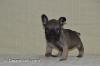 Französische Bulldoggen Welpen Tan und Tan träger