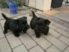 Bildschöne Scottish Terrier Welpen aus VDH /  KfT Zucht