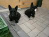 Bildschöne Scottish Terrier Welpen aus VDH /  KfT Zucht