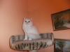 perserkatzen Babys