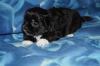 Shih Tzu /  Malteser Mix zu reservieren