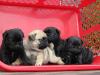 Mops Welpen 10 Wochen alt entwurmt,  geimpft,  gechipt und haben EU- Pas