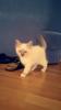 Birma Katze,  Katzenbaby,  männlich, 