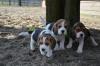Beagle Welpen reinrassig,  tricolor in liebevolle 