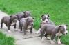 XXL - AMERICAN Pitbull Welpen (Blueline)
