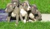XXL - AMERICAN Pitbull Welpen  Blueline 