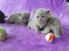 BKH Kitten mit Stammbaum BLUE /  LILAC----