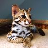 Verfügbar F1,  F2 Savannah und Serval,  Karakal und Ocelot Kätzchen