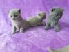 BKH Kitten mit Stammbaum BLUE /  LILAC