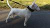 Rüden,  Hündinnen Miniatur Bullterrier vom VDH Züchter