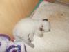Heilige Birma Kitten