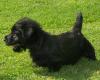 Scottish Terrier sehr schöne scottische Hündinnen und Rüden Gestromt mit Ahnenta