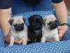 Perfekte Reinrassige Mops Welpen 10 Wochen Alt :-)vorp