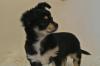 Chihuahua Welpen,  super mini,  langhaar,  geimpft,  gechipt