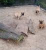 Reinrassige Bullmastiff Welpen mit Ahnentafel/  Stammbaum