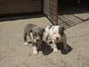 American Staffordshire Terrier Welpen mit GBF/  VDH/  FCI Papieren
