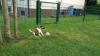 Foxterrier Glatthaar Welpe