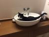 Hauskatze Pepper sucht ein neues,  liebevolles Zuhause