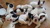 Französische Bulldoggen Welpen mit Papieren