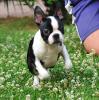 Wunderschöne Boston Terrier Welpen