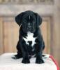 Wunderschöne Cane Corso Welpen,  grau/ blau und schwarz