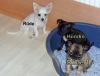 4 Chihuahua Welpen 10 Wo. suchen noch eine Familie!