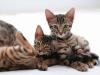 Erstklassige Bengal Kitten mit Stammbaum 