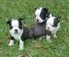 Boston Terrier reinrassig zum verkauf! ! !