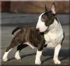 Miniature Bullterrier Hündin mit Papieren
