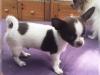 SUPER Chihuahua Welpen in Kurzhaar,  VDH/ FCI. Klasse statt Masse !